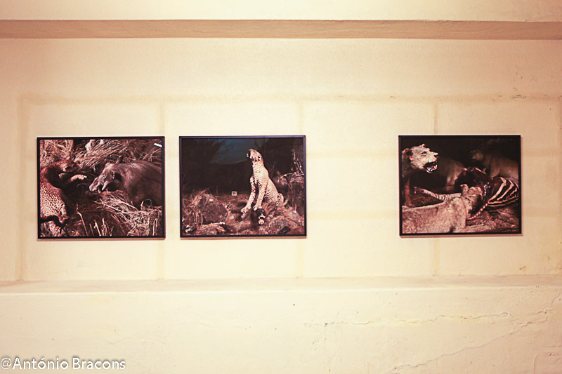 170311-Exp-AtelierLx-Confeitaria-Final_Proj-or_PCatrica-Fot_A_Bracons (38)