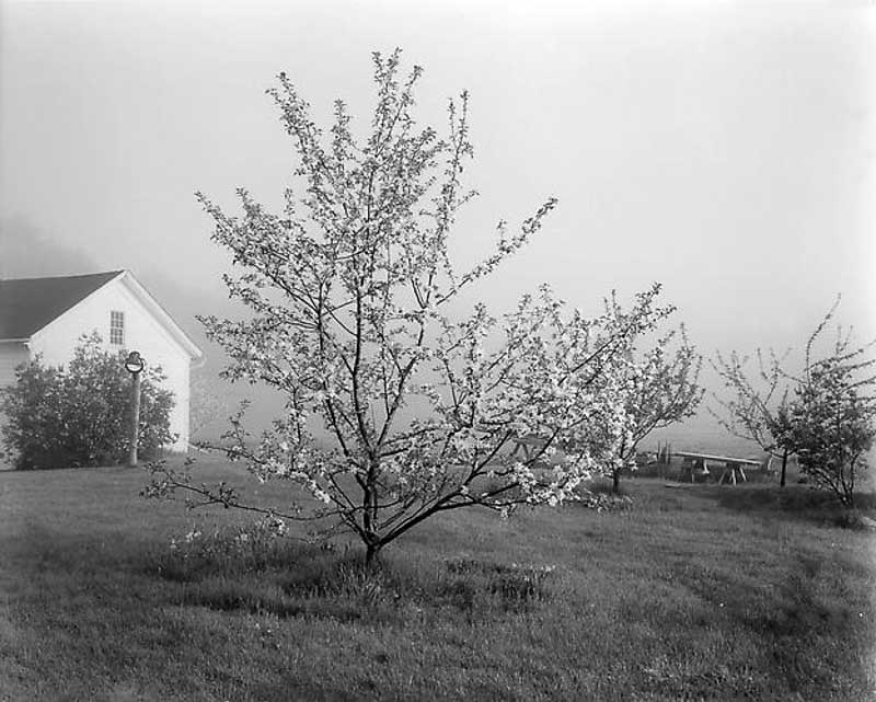 Szarkowski-Young Stayman Winesap in Bloom-1995