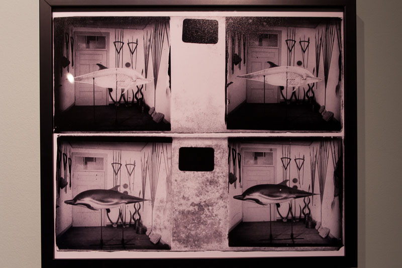 Lisboa-Museu_C_Hist_Nat-Francisco_Afonso_Chaves-2017-Fot_Antonio_Bracons (26)