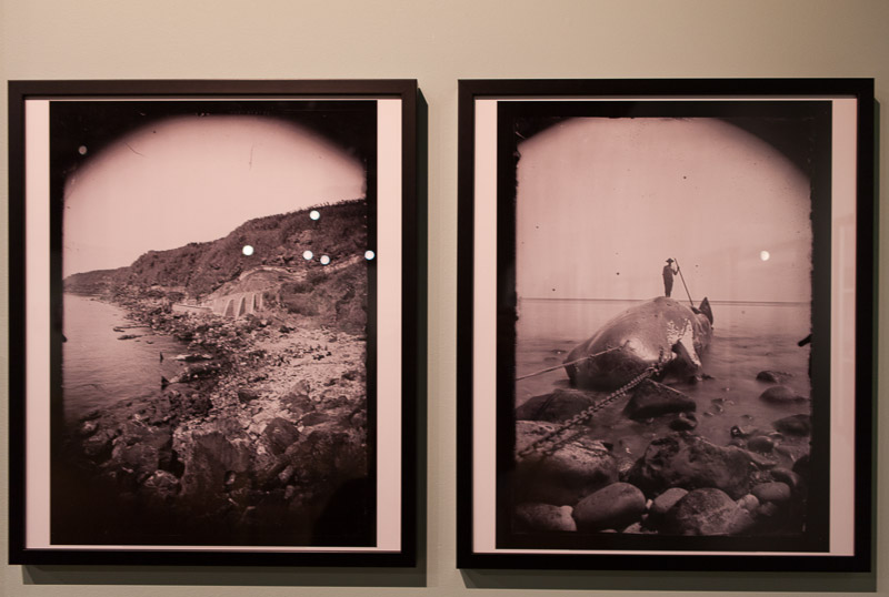 Lisboa-Museu_C_Hist_Nat-Francisco_Afonso_Chaves-2017-Fot_Antonio_Bracons (32)