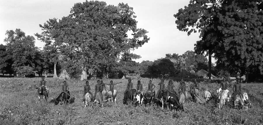 Fernando Schiappa de Campos, 1959 - Grupo de meninos pastores-29483