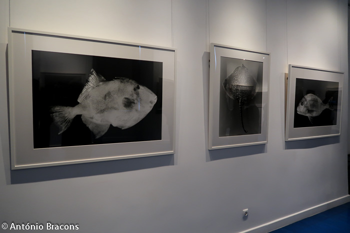 190405-MUHNAC-CristinaHM-JMCAlves-LPavao-Fot_A_Bracons (26)