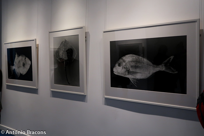 190405-MUHNAC-CristinaHM-JMCAlves-LPavao-Fot_A_Bracons (39)