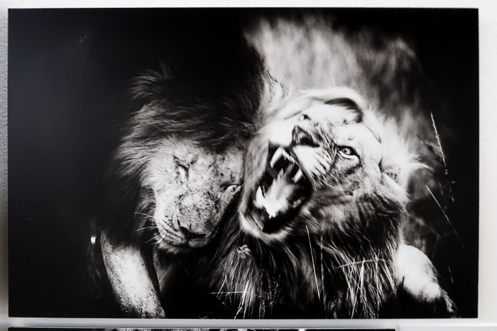 190504-Coimbra-EI2019C-Casa_Cultura-Embaix_Canon-Fot_A_Bracons (104)