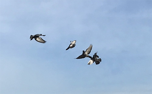 RaquelNunes_divulgacao1_width-640