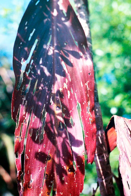 anita_marante_around_what_is_almost_not_happening