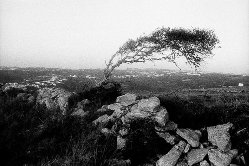 Fábio Miguel Roque, Everything Lay Still